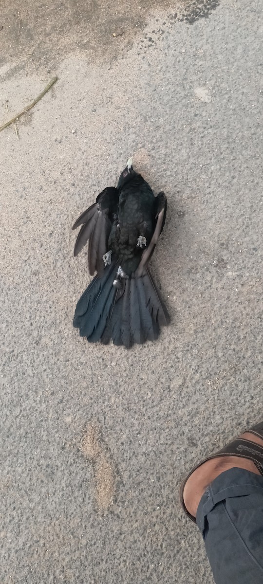 Asian Koel - ML637231812