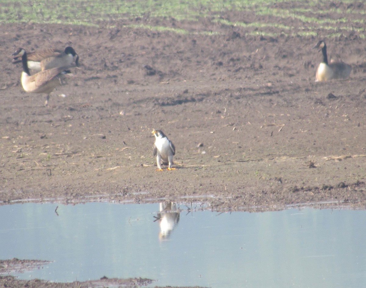 Peregrine Falcon - ML637231832