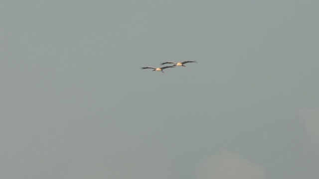 Wood Stork - ML637231886