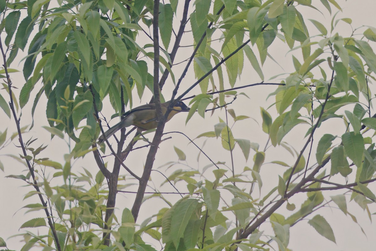 Yellow-throated Laughingthrush - ML637231896