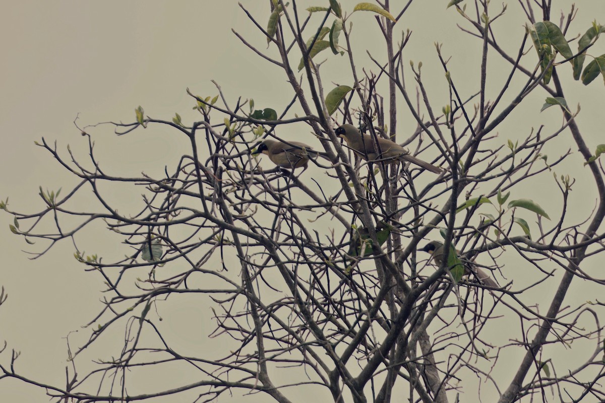 Yellow-throated Laughingthrush - ML637231897