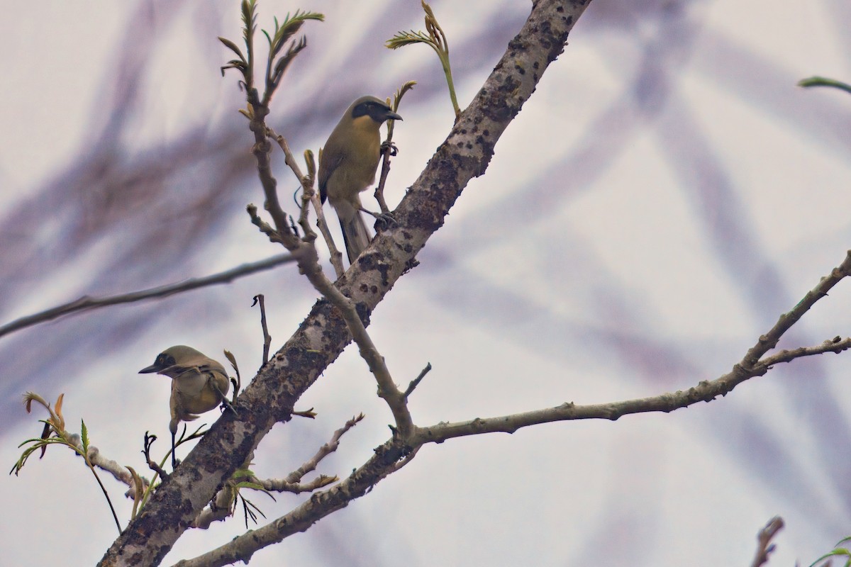 Yellow-throated Laughingthrush - ML637231900
