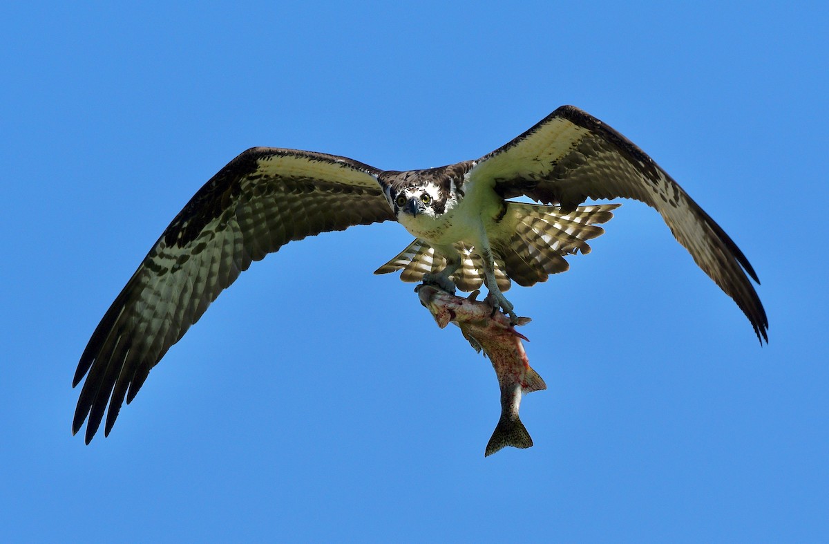 ミサゴ（carolinensis） - ML637231913