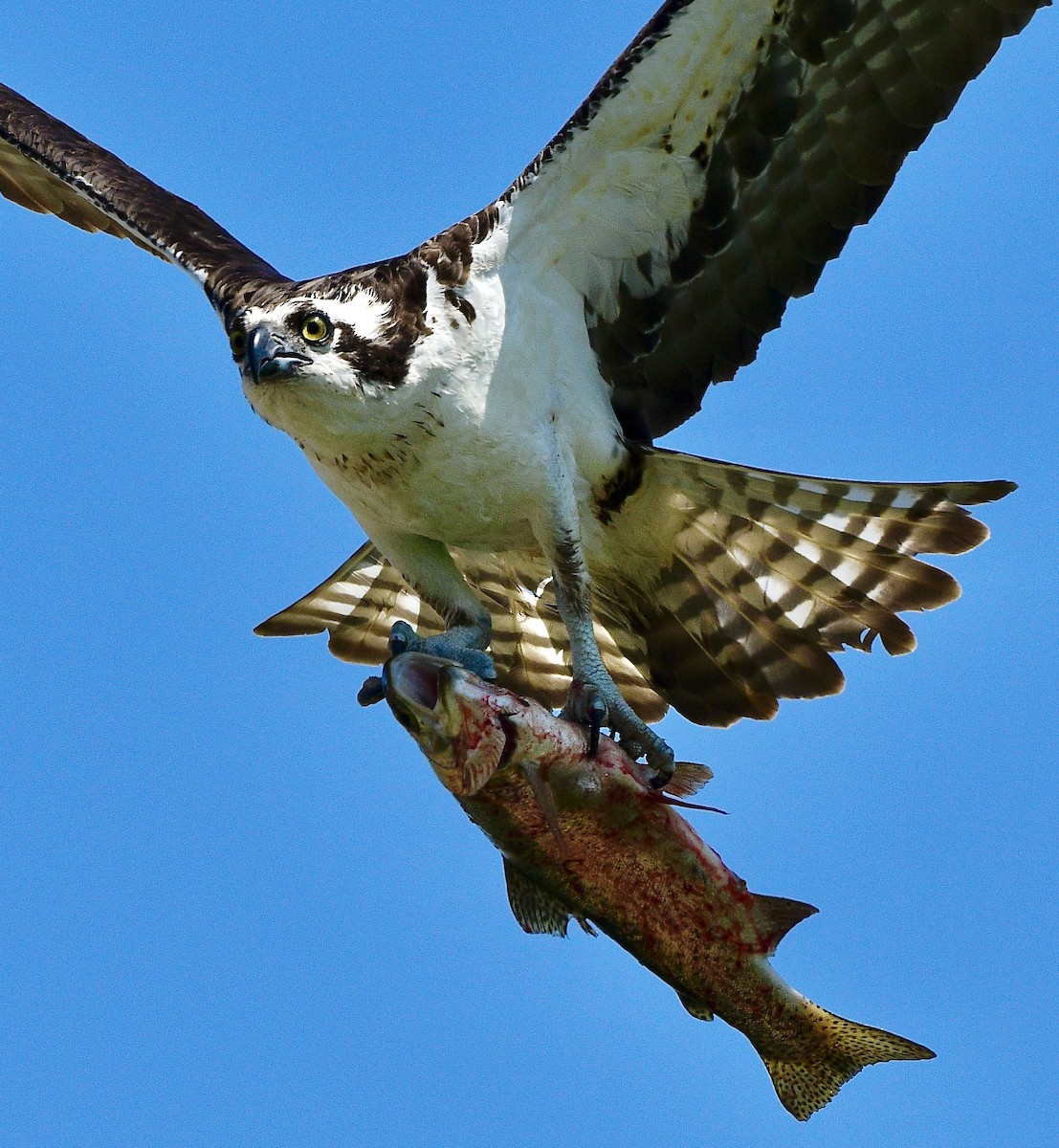 ミサゴ（carolinensis） - ML637231915