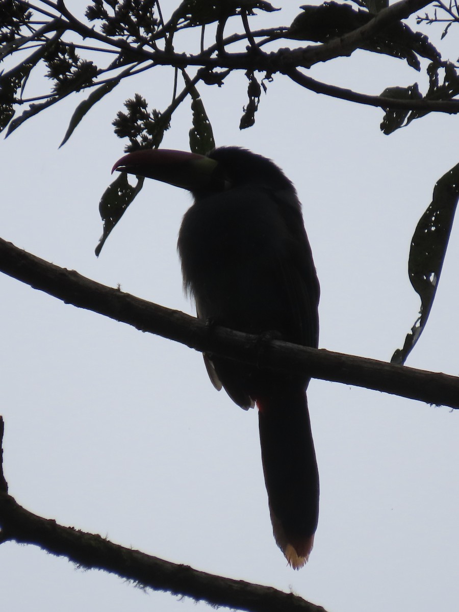 Gray-breasted Mountain-Toucan - ML637231941