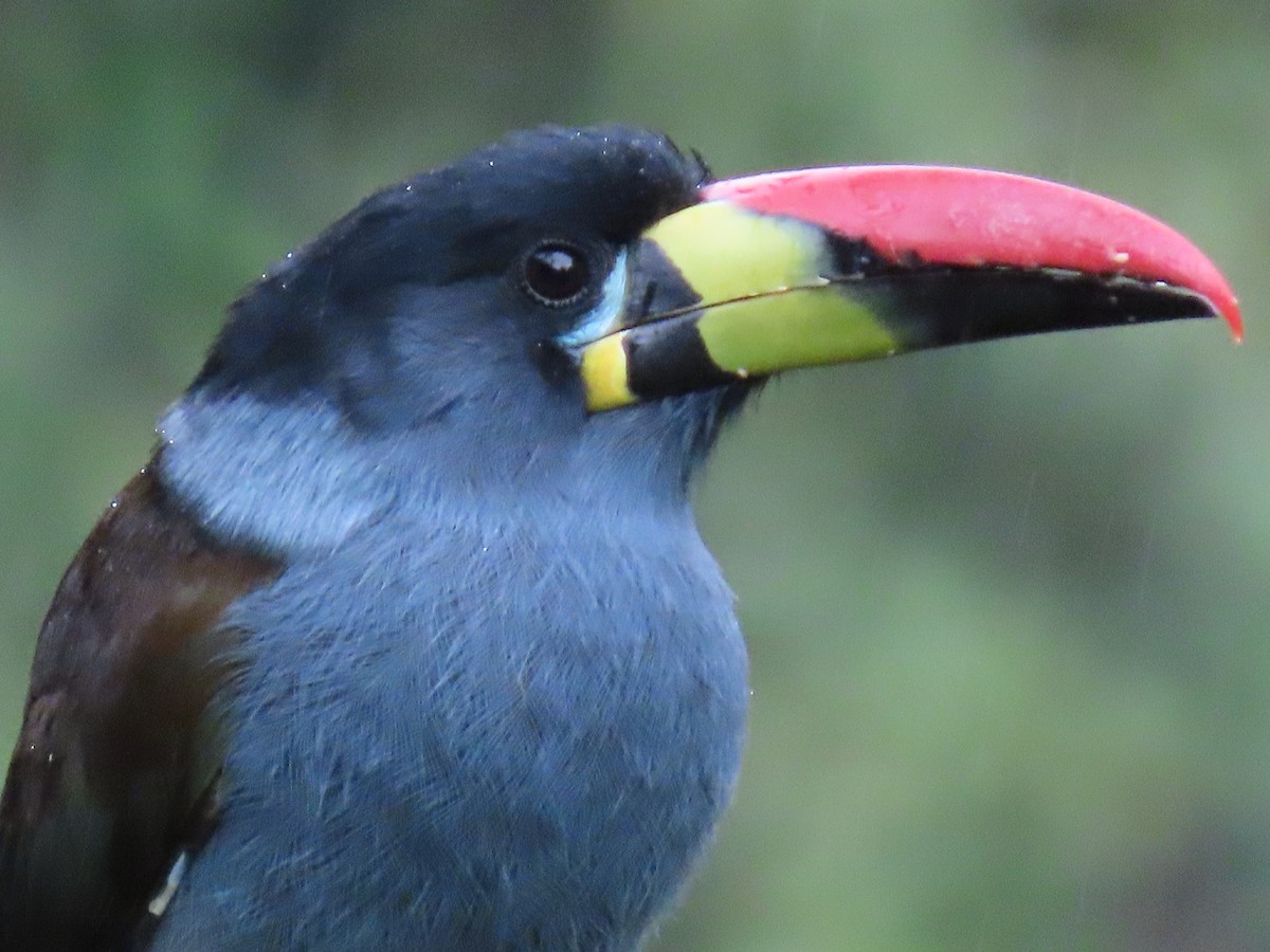 Gray-breasted Mountain-Toucan - ML637231943
