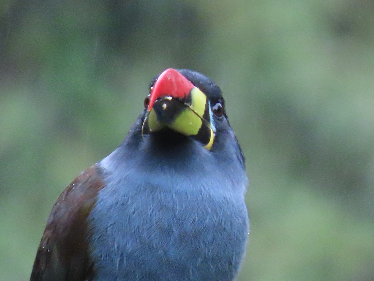 Gray-breasted Mountain-Toucan - ML637231944