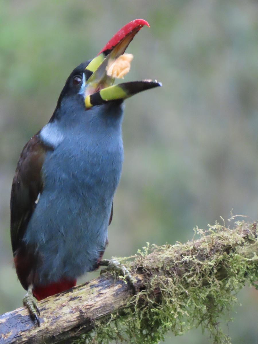 Gray-breasted Mountain-Toucan - ML637231945