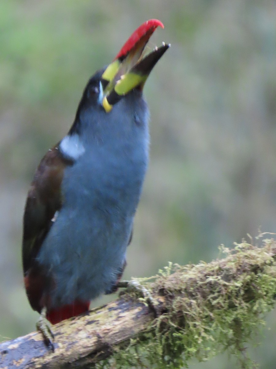 Gray-breasted Mountain-Toucan - ML637231946