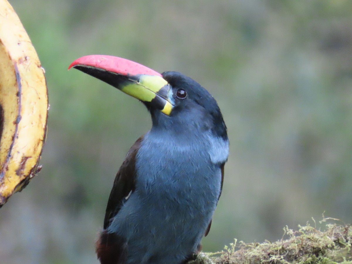 Gray-breasted Mountain-Toucan - ML637231947