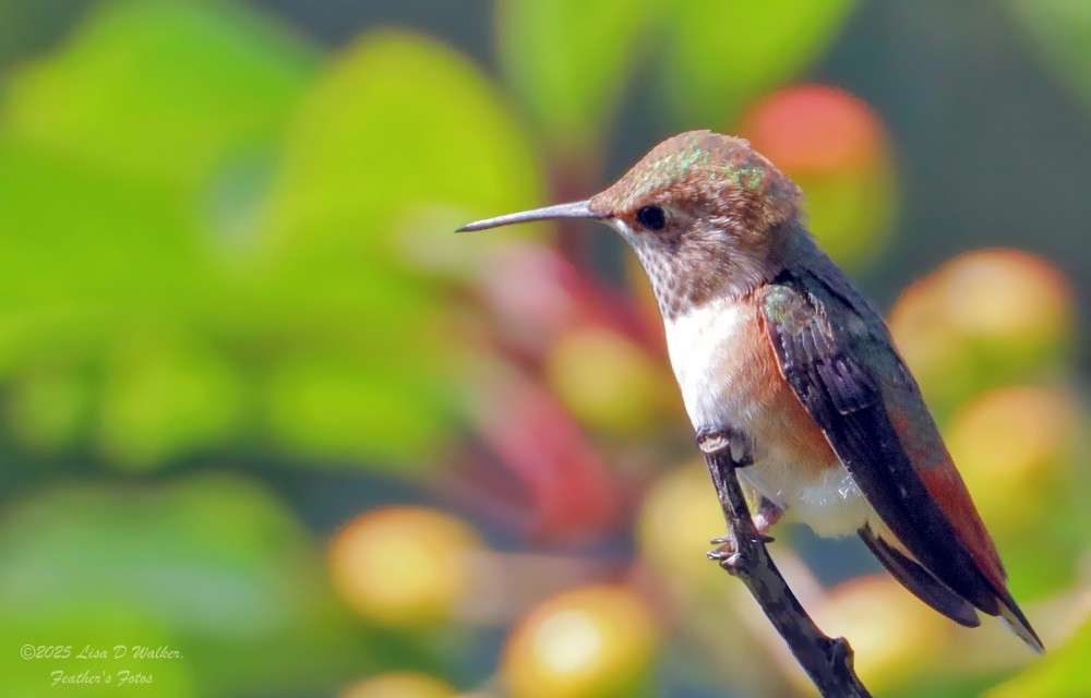 Allen's Hummingbird - ML637231969