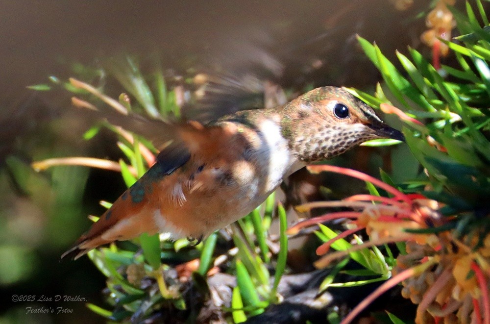 Allen's Hummingbird - ML637231970
