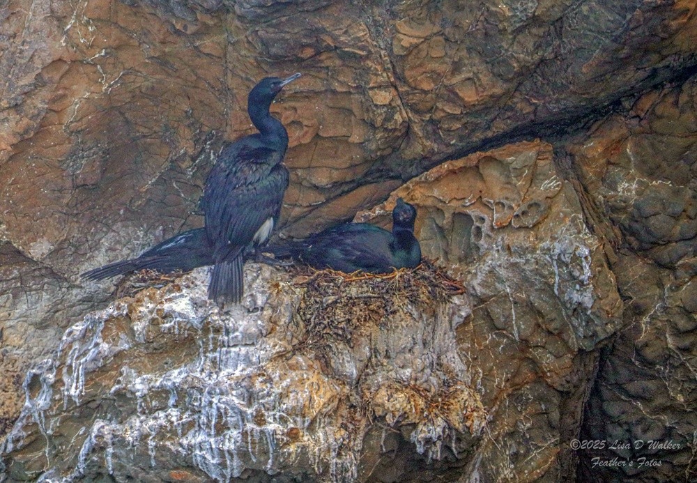 Pelagic Cormorant - ML637231984