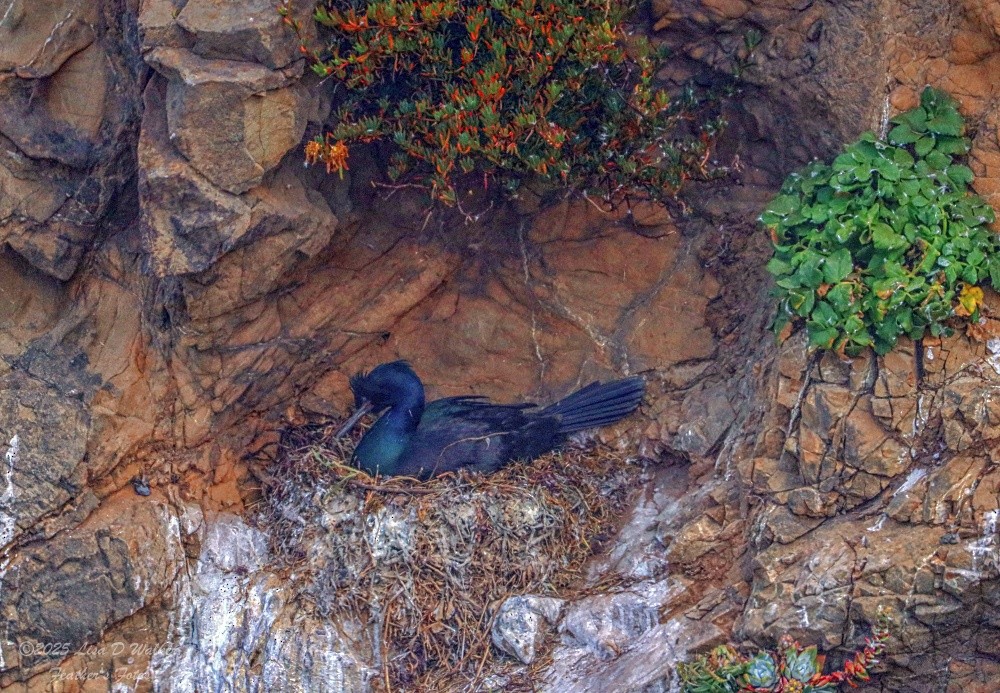 Pelagic Cormorant - ML637231985