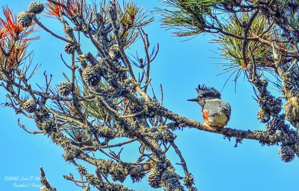 Belted Kingfisher - ML637232002