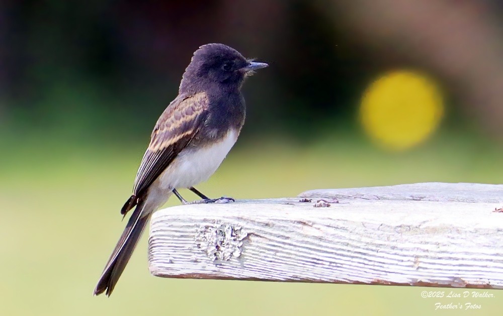Black Phoebe - ML637232021