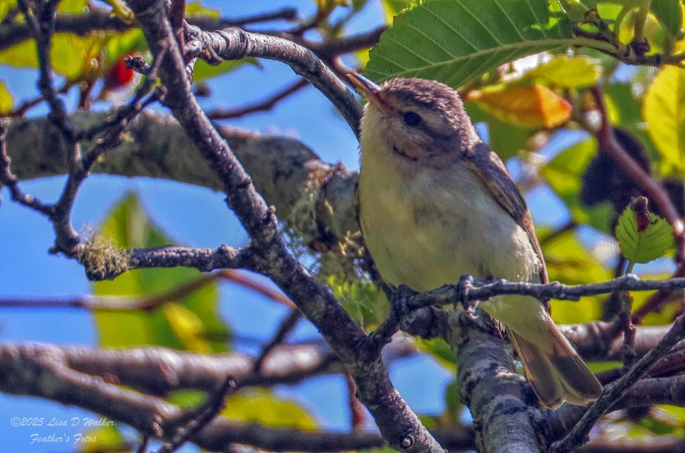 Warbling Vireo - ML637232036