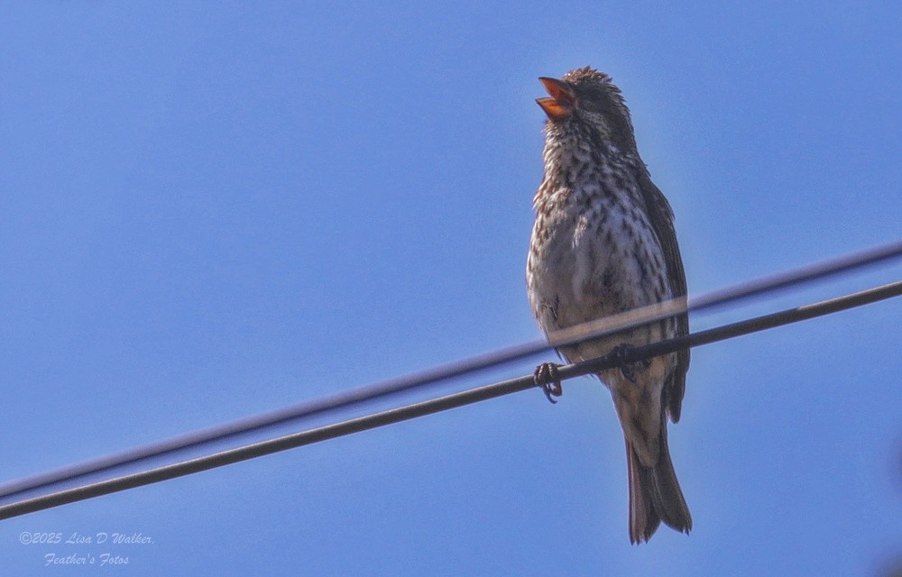Purple Finch - ML637232094