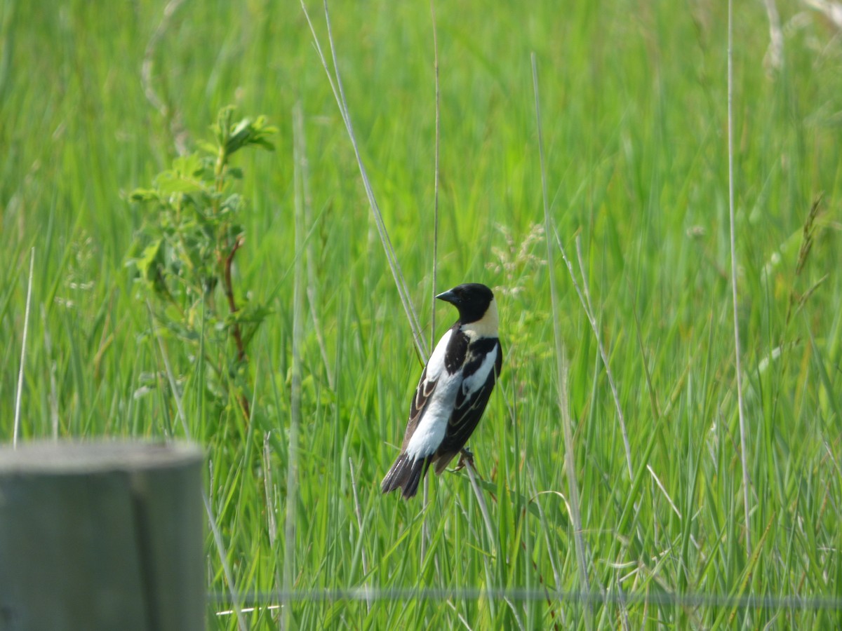 Bobolink - ML637232134