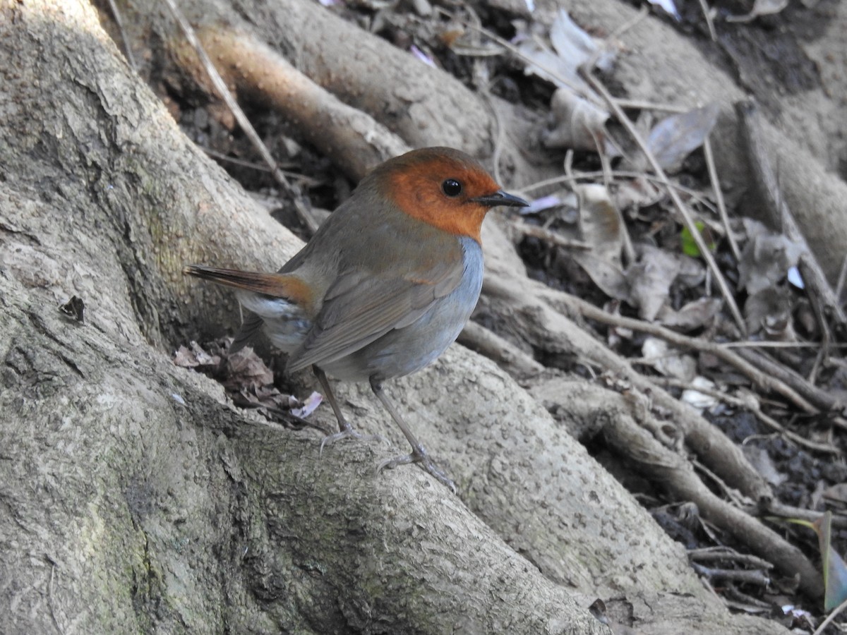Japanese Robin - ML637232221