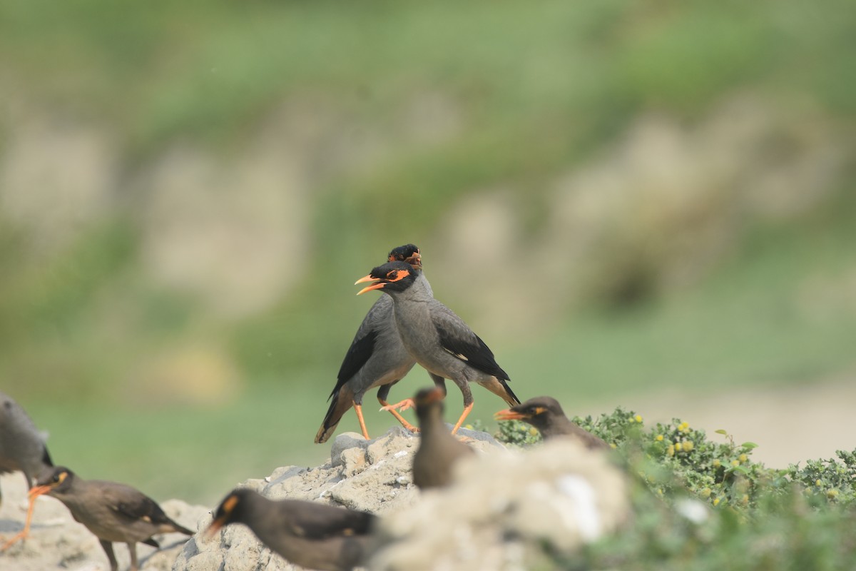 Bank Myna - ML637232253