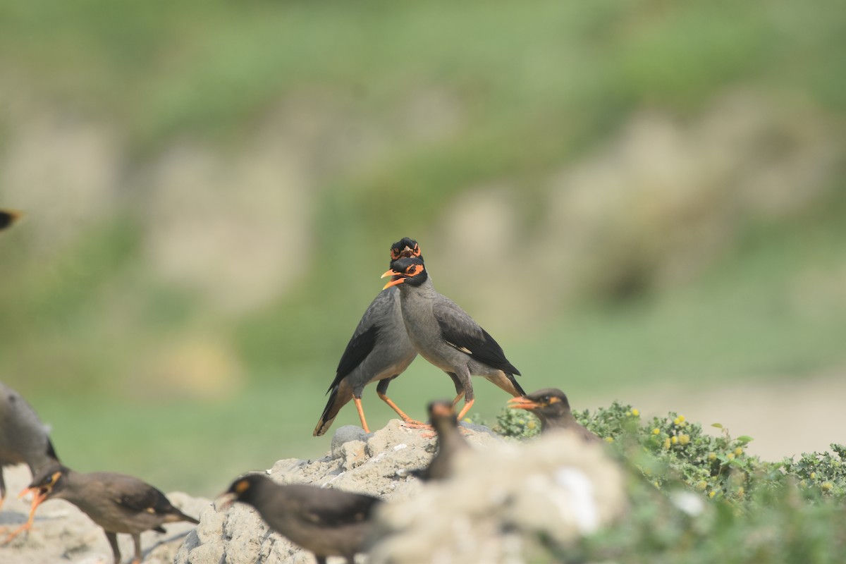 Bank Myna - ML637232254