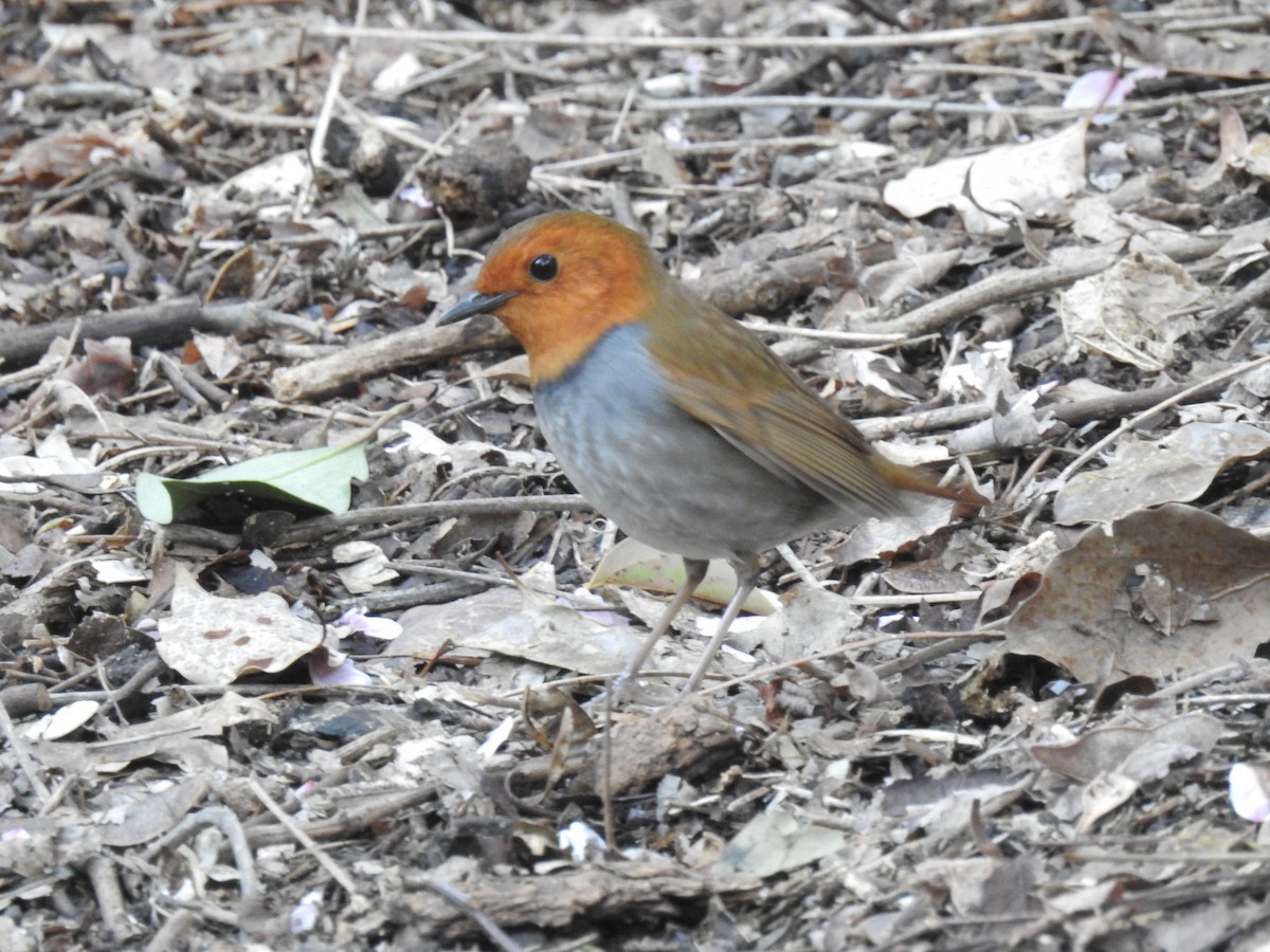 Japanese Robin - ML637232288