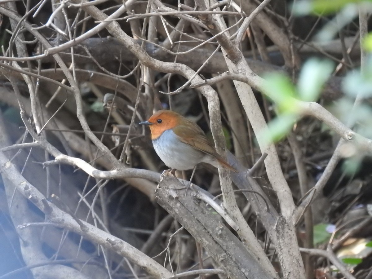 Japanese Robin - ML637232306