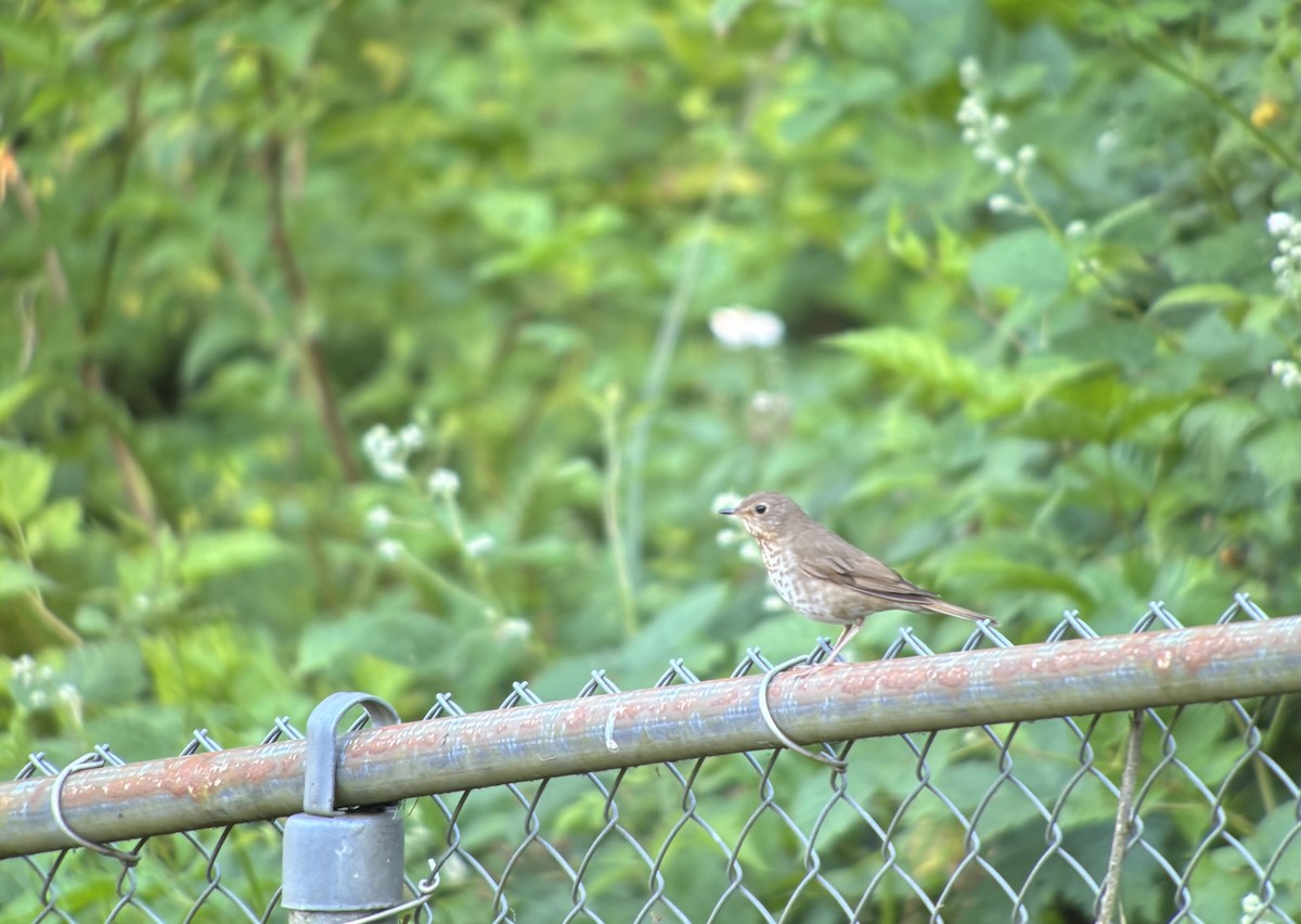 Swainson's Thrush - ML637232417