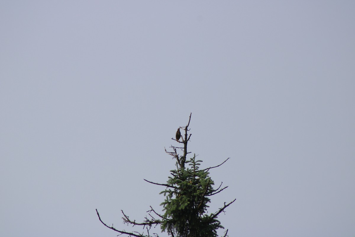 Green Heron - ML637232432
