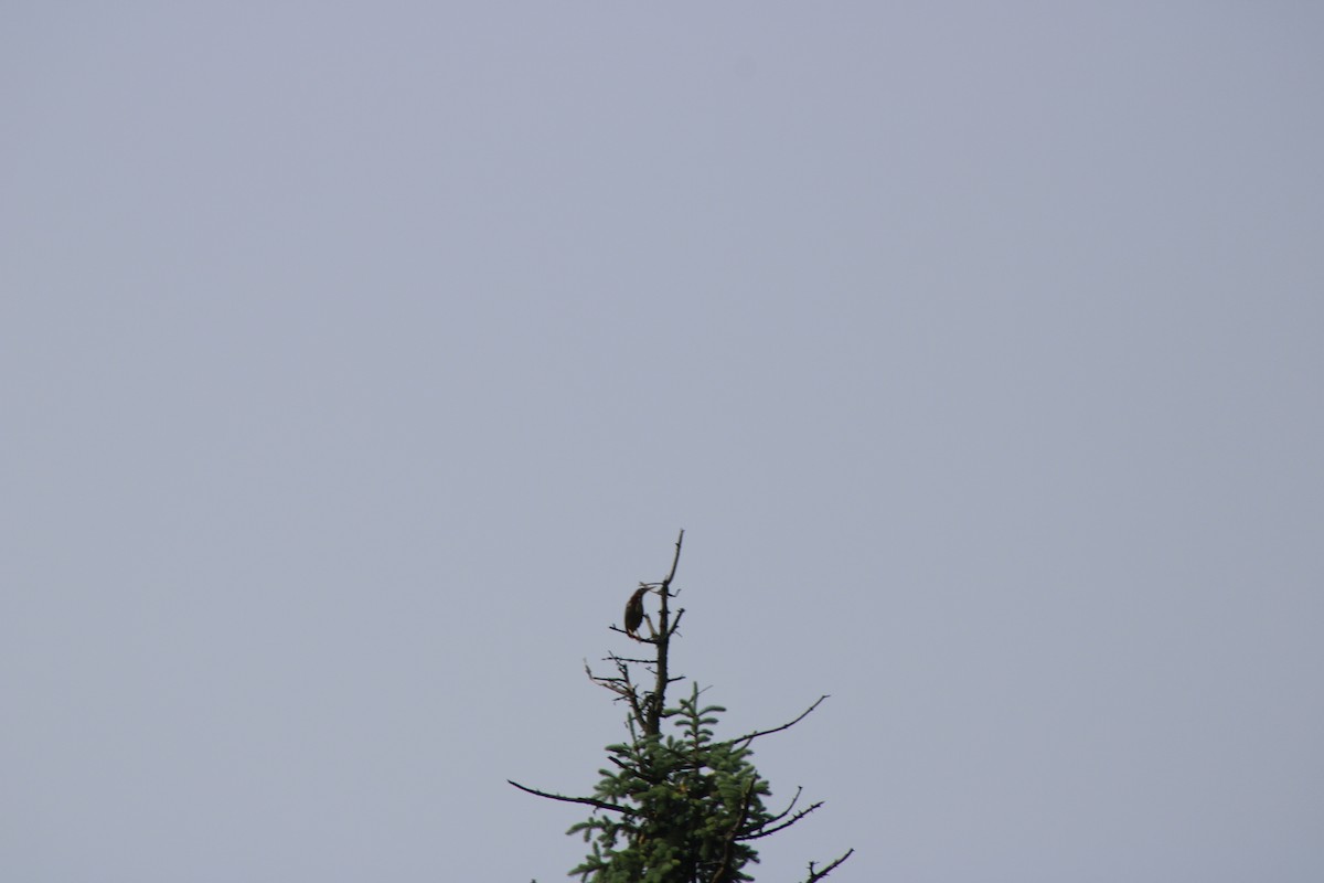 Green Heron - ML637232433