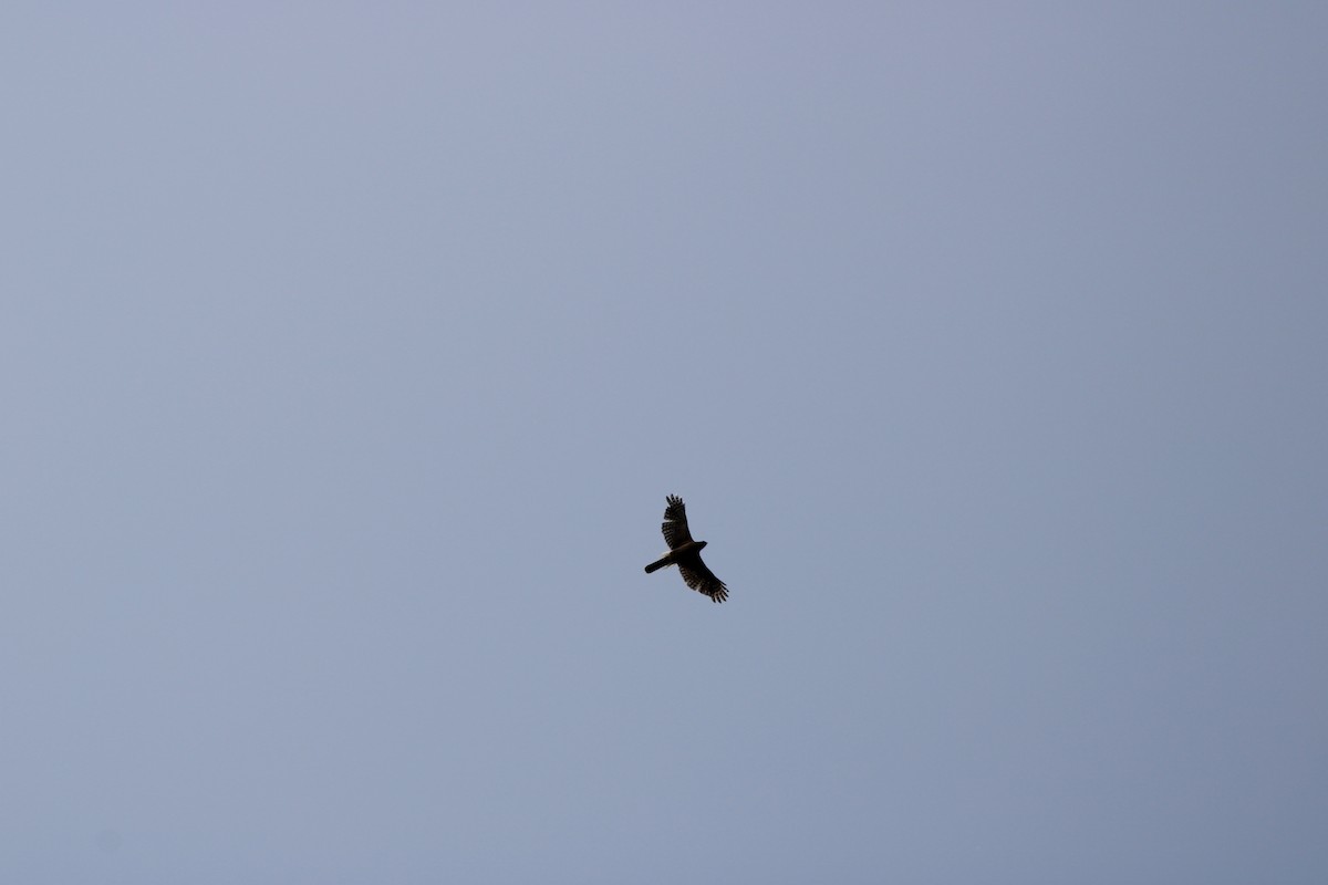Cooper's Hawk - ML637232446