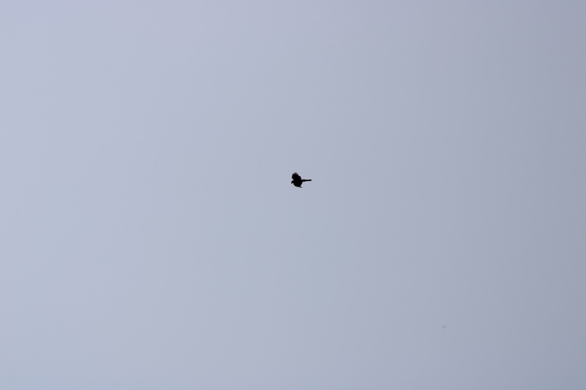 Cooper's Hawk - ML637232447