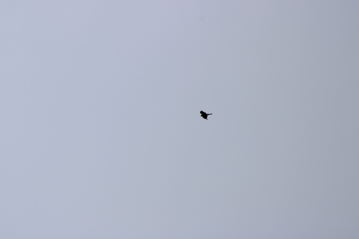 Cooper's Hawk - ML637232448