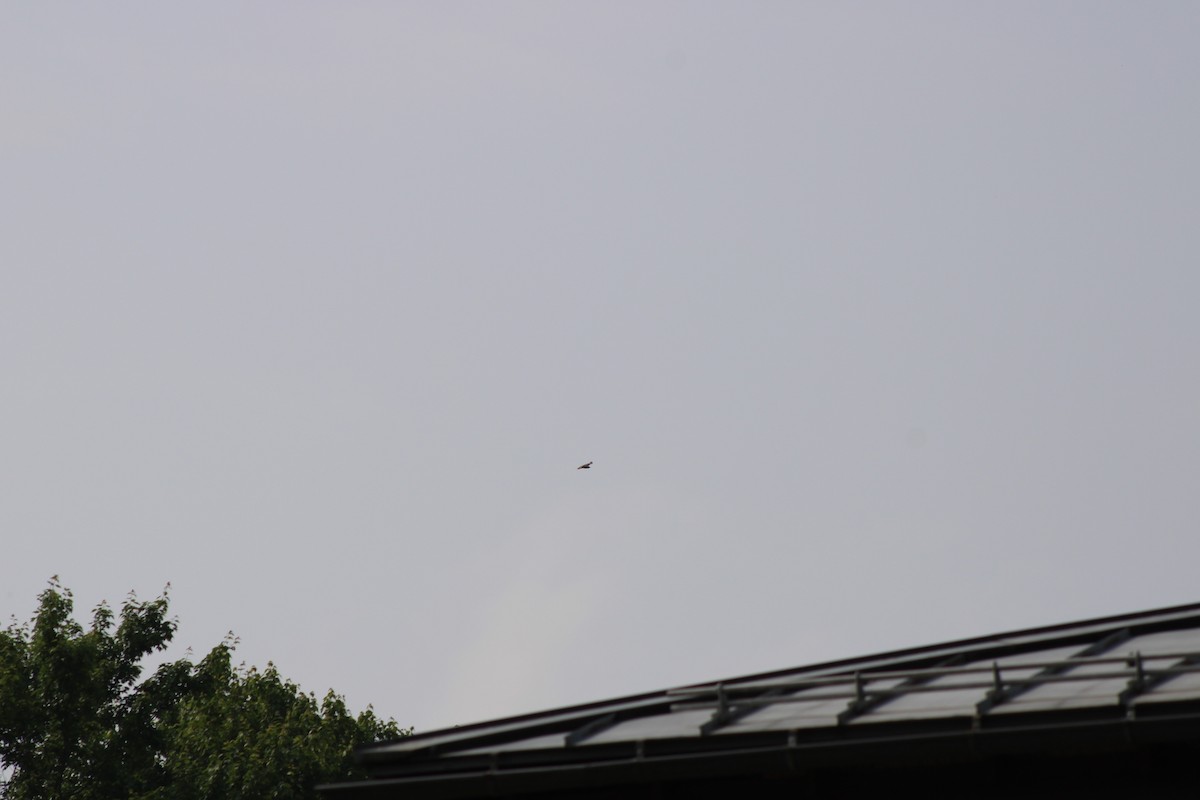 Red-tailed Hawk - ML637232450