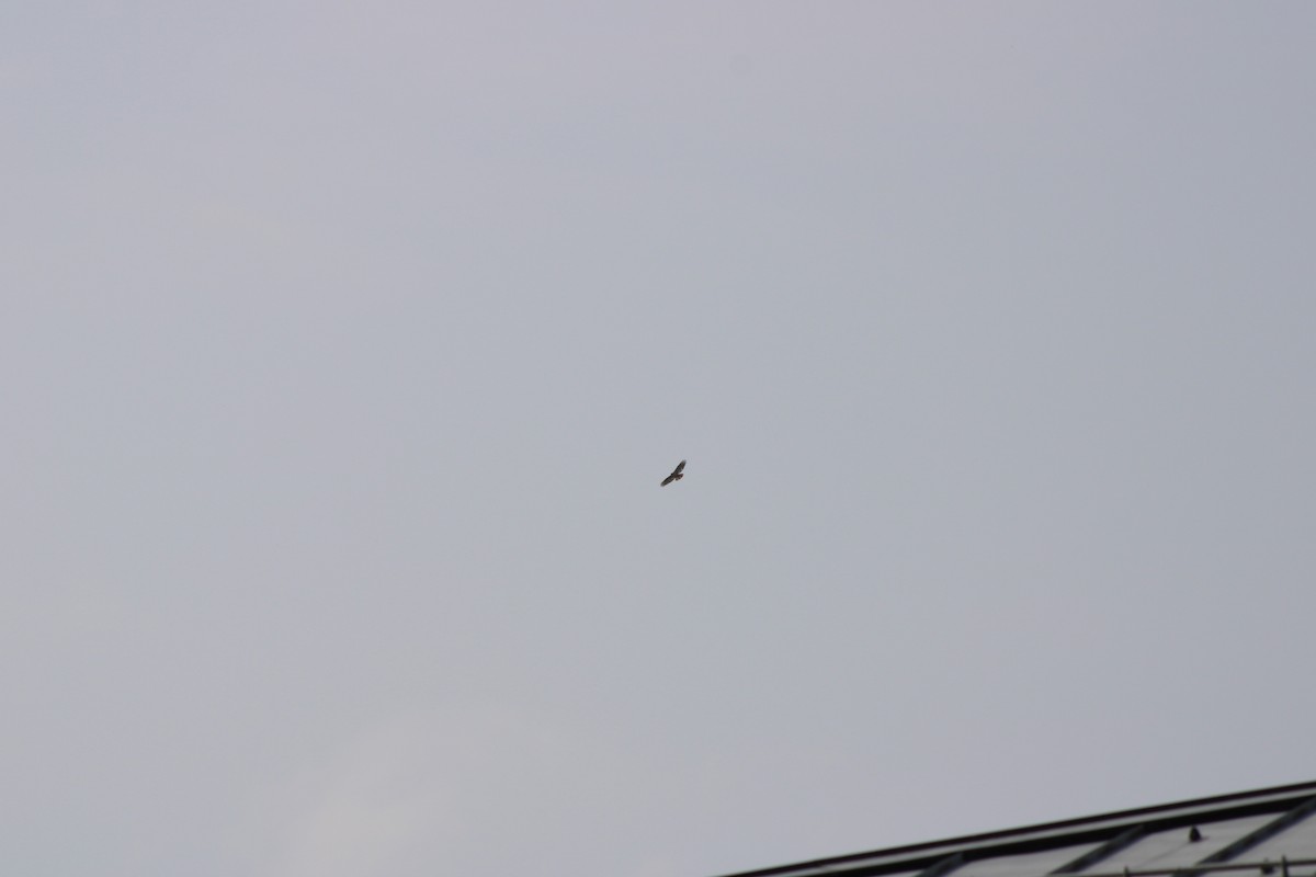 Red-tailed Hawk - ML637232451