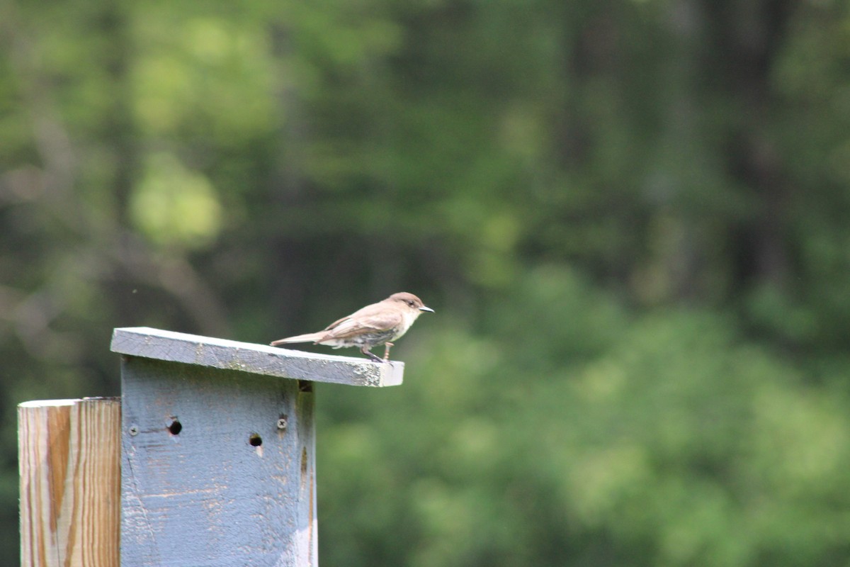 Eastern Phoebe - ML637232462