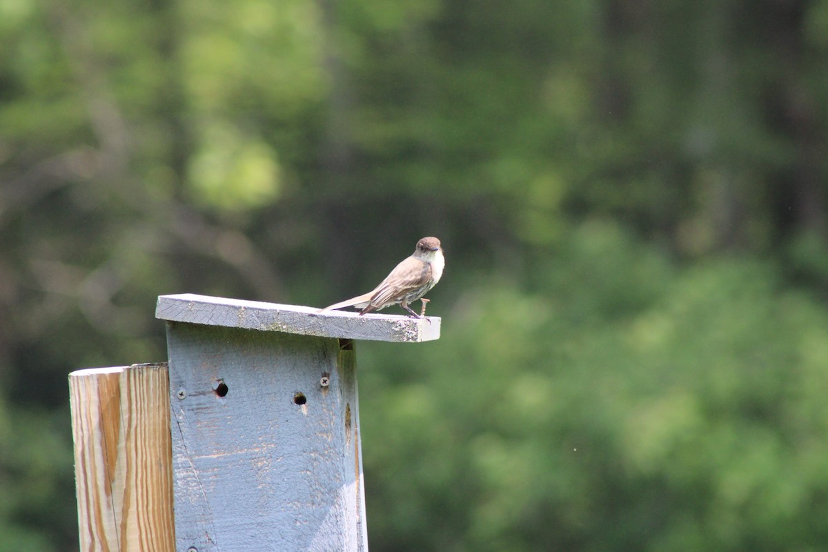Eastern Phoebe - ML637232463
