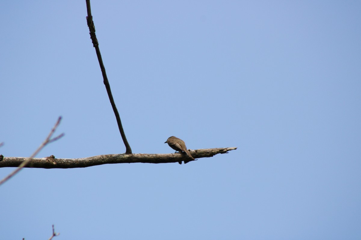 Eastern Phoebe - ML637232467