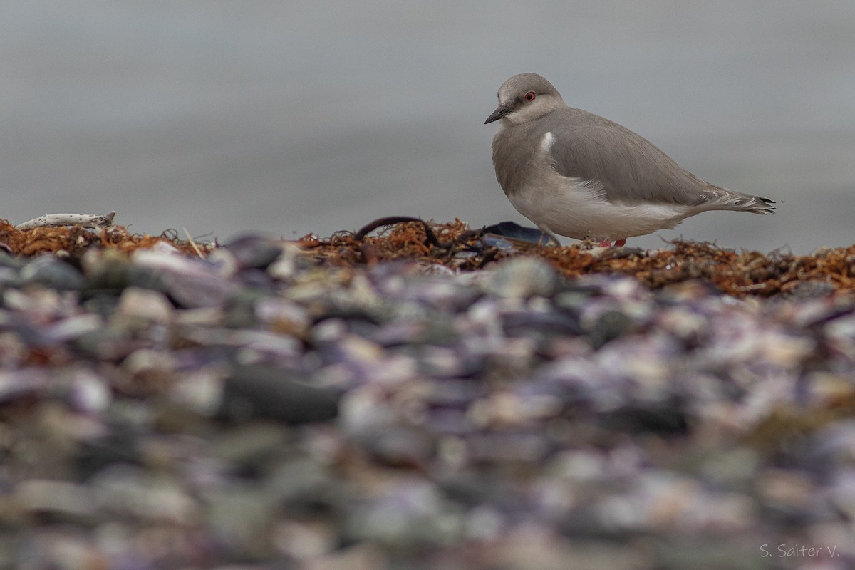 Magellanic Plover - ML637232481