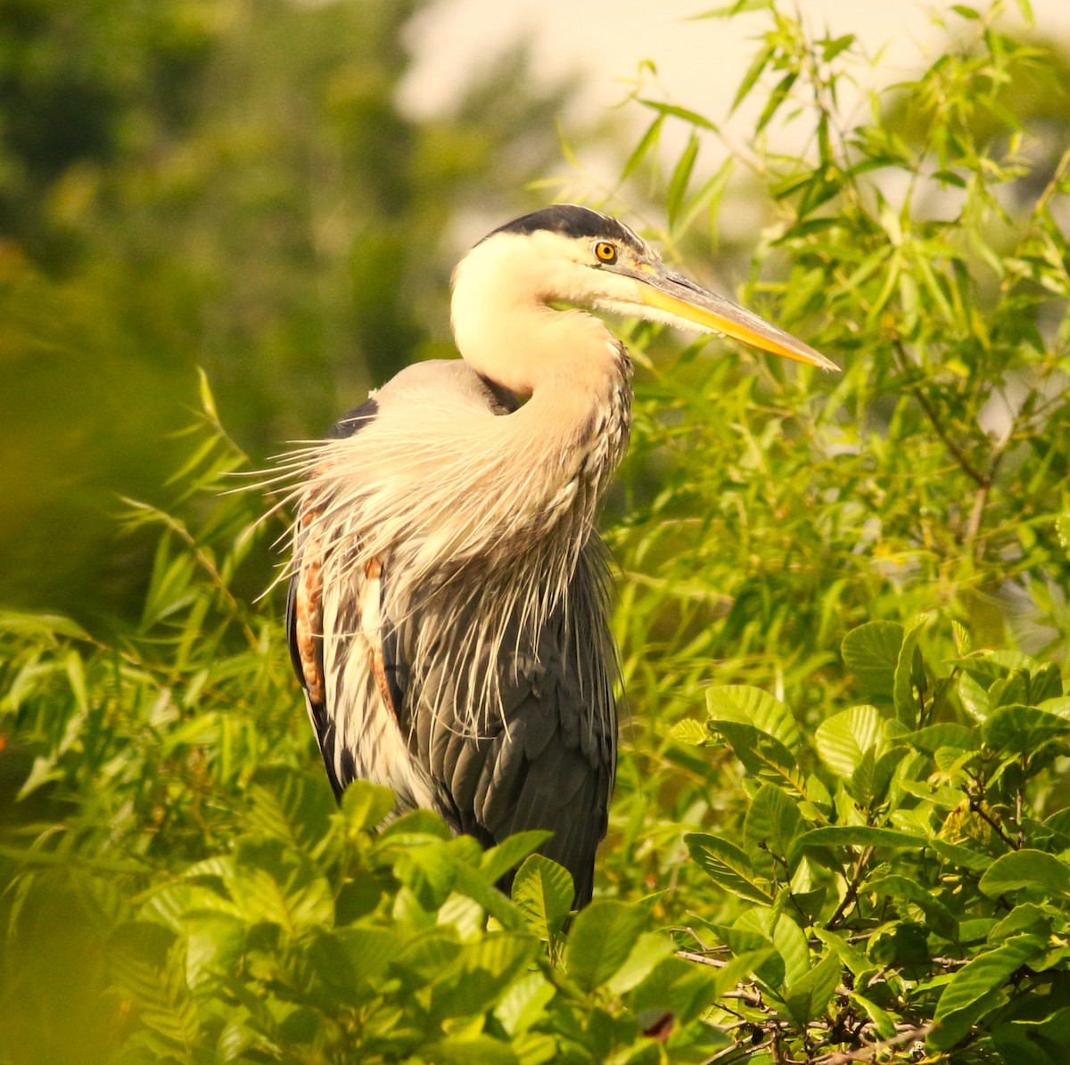 Great Blue Heron - ML637232665