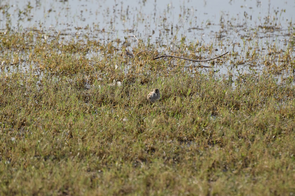 shorebird sp. - ML637232677