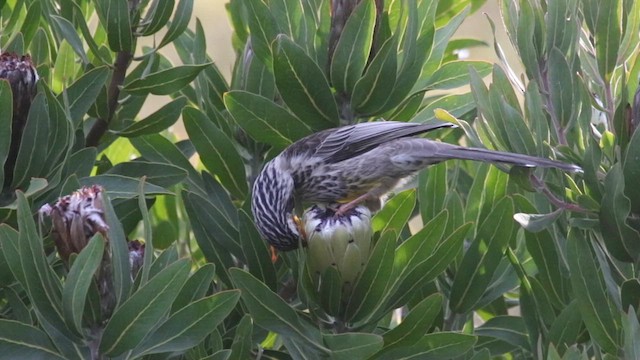 Yellow Wattlebird - ML637232705