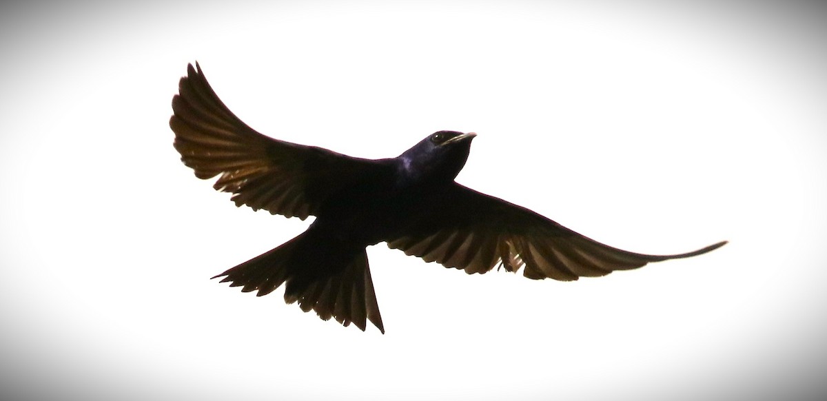 Purple Martin - ML637232739