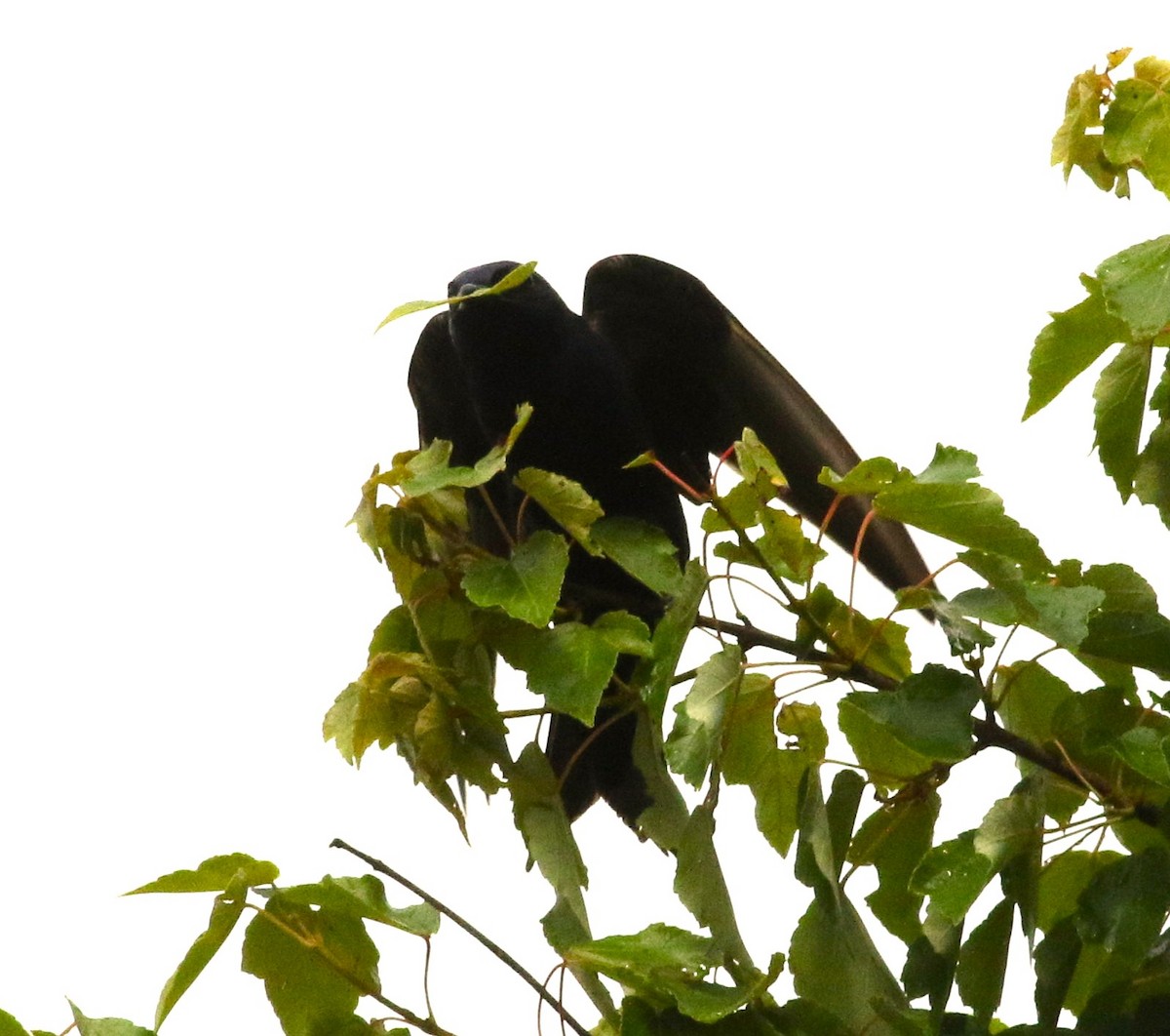 Purple Martin - ML637232740