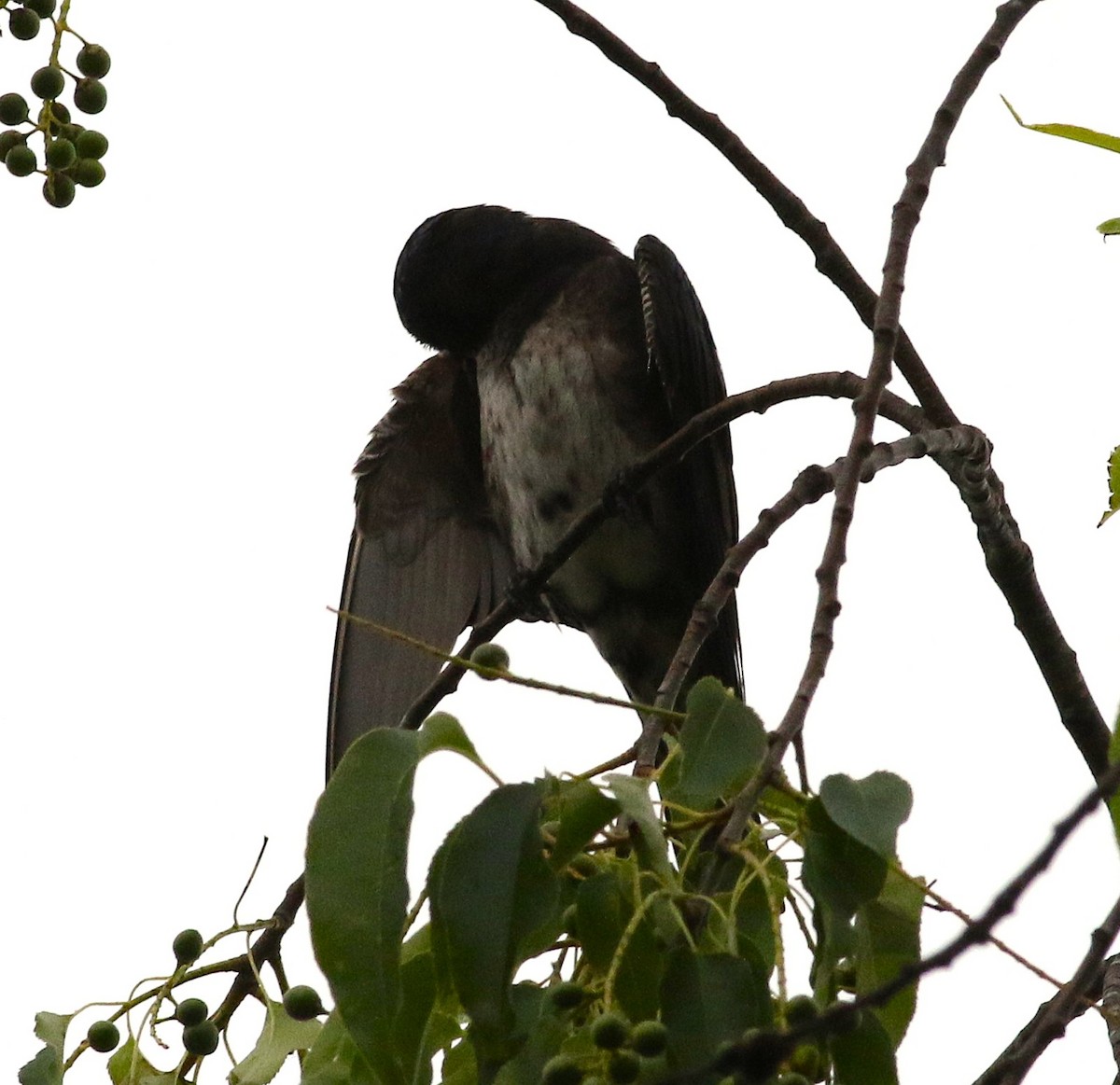 Purple Martin - ML637232741