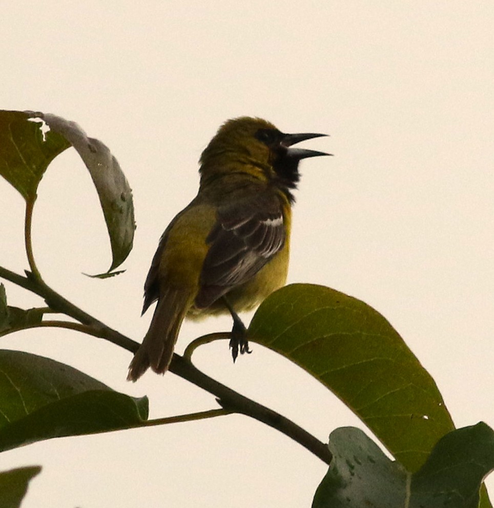 Orchard Oriole - ML637232768