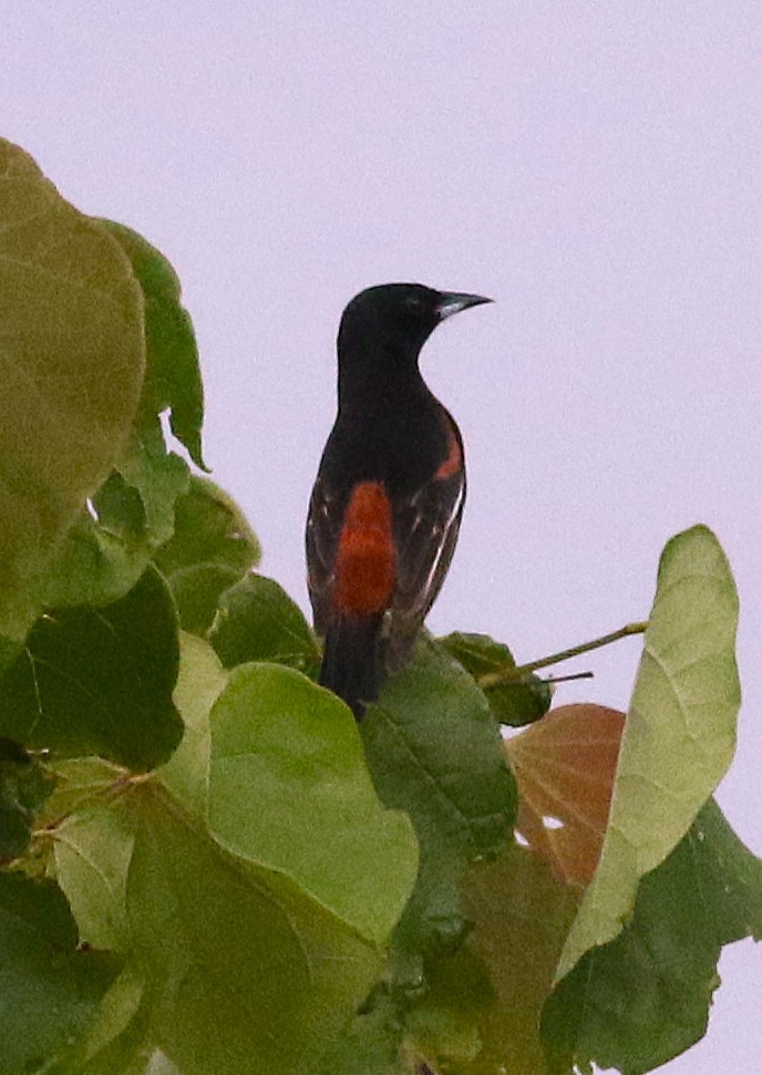 Orchard Oriole - ML637232769