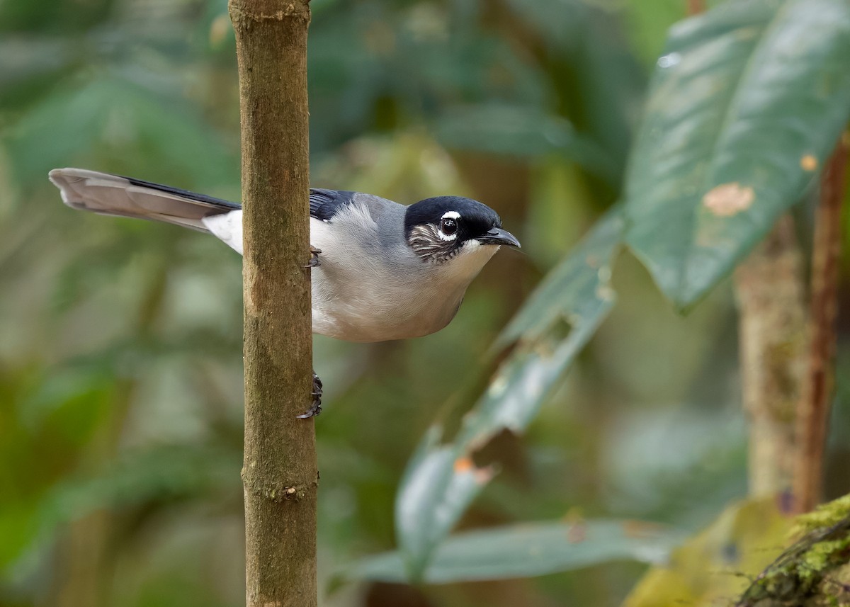 Black-headed Sibia (Lang Bian) - ML637232776
