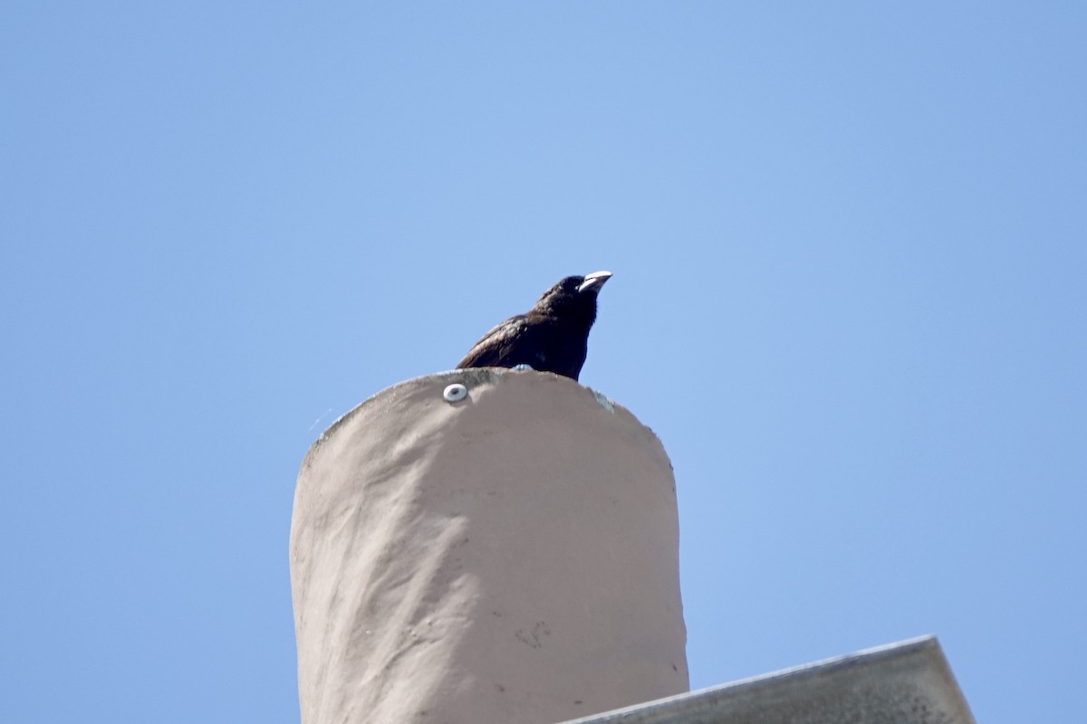 Common Cactus-Finch - ML637232782